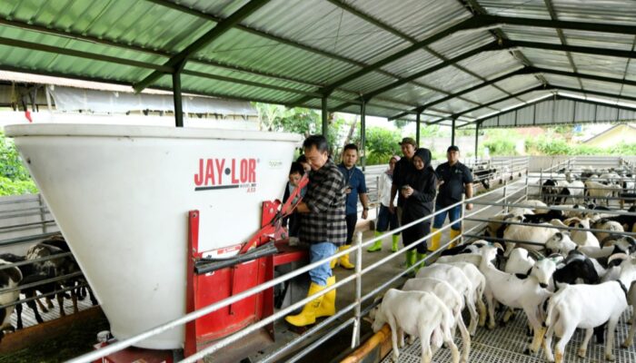 Perkuat Ketahanan Pangan, Jabar Tingkatkan Pembibitan Domba Garut