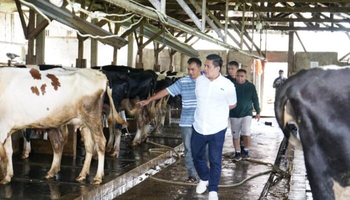 Kemenkop Dorong Koperasi Peternak Sapi Perah Garut Suplai Susu untuk Program MBG