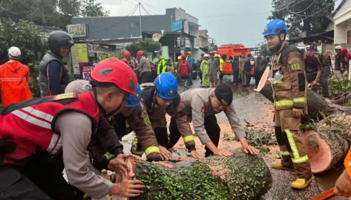 Pohon Besar Tumbang Tutupi Jalan Raya Samarang Garut, Kemacetan pun Tak Terelakkan