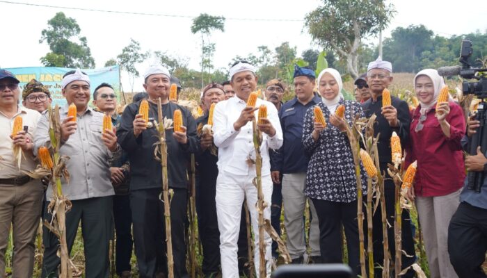 Gubernur Jabar Dorong Program Swasembada Jagung di Garut Sebagai Penggerak Perekonomian Desa