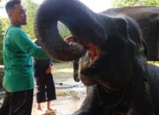 Menjaga Habitat Gajah Sumatera, LindungiHutan Hijaukan Taman Nasional Way Kambas