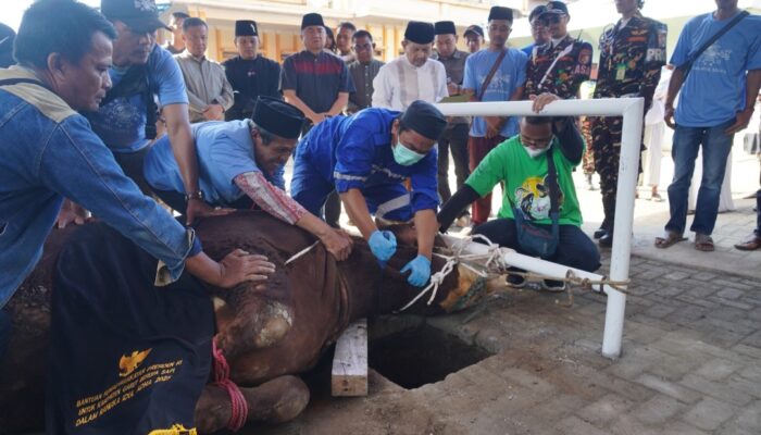Bupati Garut Saksikan Penyembelihan Hewan Kurban Bantuan Presiden di Ponpes Assa’adah Limbangan