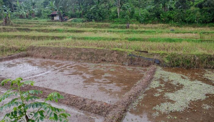 Diserang Babi Hutan, Ratusan Hektare Tanaman Padi dan Palawija di Cisompet Terancam Gagal Panen