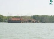 Desa Bedono Tenggelam, Petani Ini Terus Menanam Mangrove untuk Bertahan