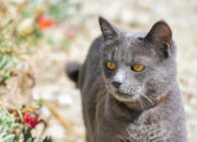 Fakta Menarik Kucing Busok Ras Kucing Asli Indonesia