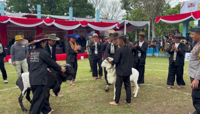Kapolres Garut Cup II: Ratusan Domba Tangguh Berlaga, Penonton Tumpah Ruah di Cimuncang