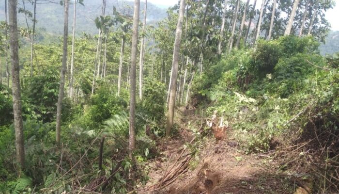 Kebun Jati dan Duren 5,8 Hektare di Garut Dijual Rp 1 Miliar, Ada Mata Air Bersih di Tengah Lahan