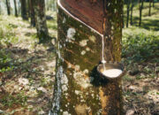 Petakan 15 Ribu Lahan dan Verifikasi 4.500 Petani, G T Rubber Thailand dan KOLTIVA Pastikan Rantai Pasok Karet Bebas Deforestasi