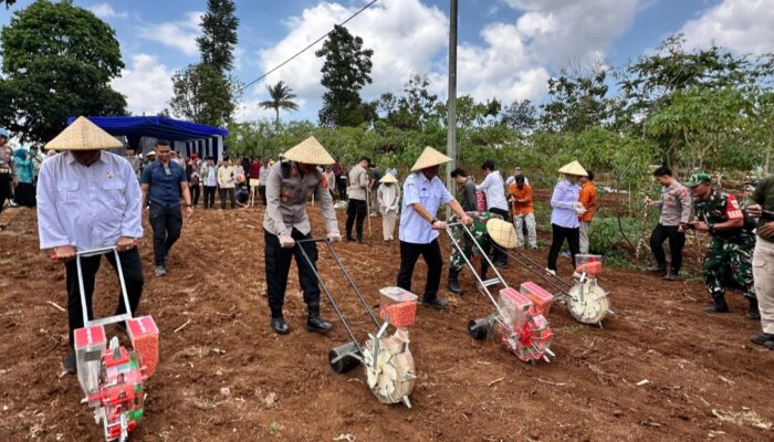 Garut Genjot Swasembada Pangan, Ribuan Hektare Lahan Jagung Ditanam Serentak di Banyuresmi