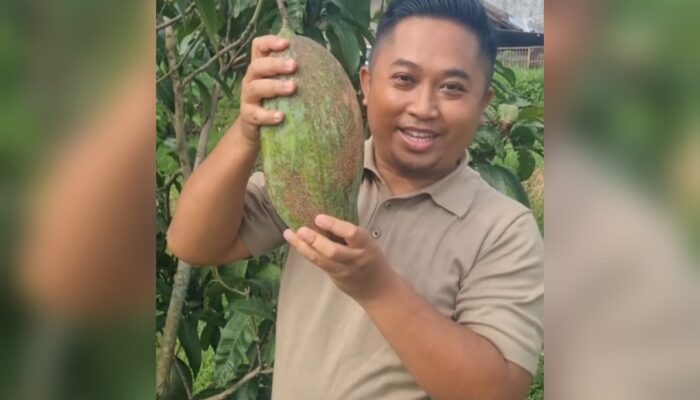 Anggota DPRD Garut Panen Perdana Buah Mahatir Berbobot Hampir 2 Kilogram