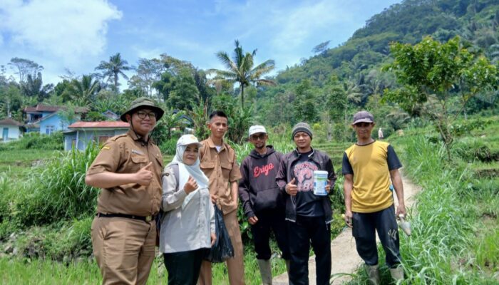 Serangan Tikus di Talegong Masuk Status Waspada, Petugas Pastikan Belum Tergolong Terserang