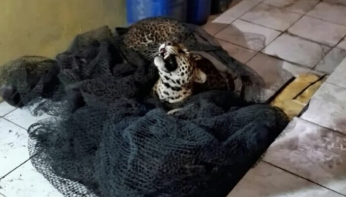 Garut Jadi Tempat Pemulihan, Macan Tutul Penyerang Warga Bandung Direhabilitasi di Taman Satwa Cikembulan