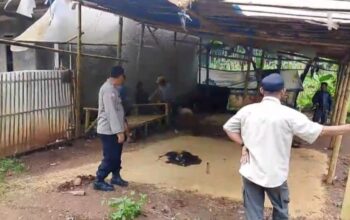 Aduan Masuk via Taros Kapolres, Polisi dan Warga Bongkar Lapak Sabung Ayam di Selaawi Garut