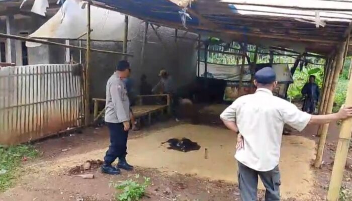 Aduan Masuk via Taros Kapolres, Polisi dan Warga Bongkar Lapak Sabung Ayam di Selaawi Garut