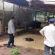 Aduan Masuk via Taros Kapolres, Polisi dan Warga Bongkar Lapak Sabung Ayam di Selaawi Garut
