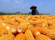 Garut Siapkan Hilirisasi Jagung, Rencana Pabrik Pakan Ternak Masih Tunggu Kajian PT Agrinas