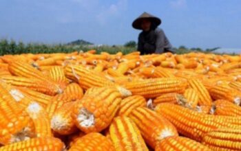 Garut Siapkan Hilirisasi Jagung, Rencana Pabrik Pakan Ternak Masih Tunggu Kajian PT Agrinas