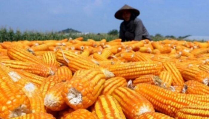 Garut Siapkan Hilirisasi Jagung, Rencana Pabrik Pakan Ternak Masih Tunggu Kajian PT Agrinas