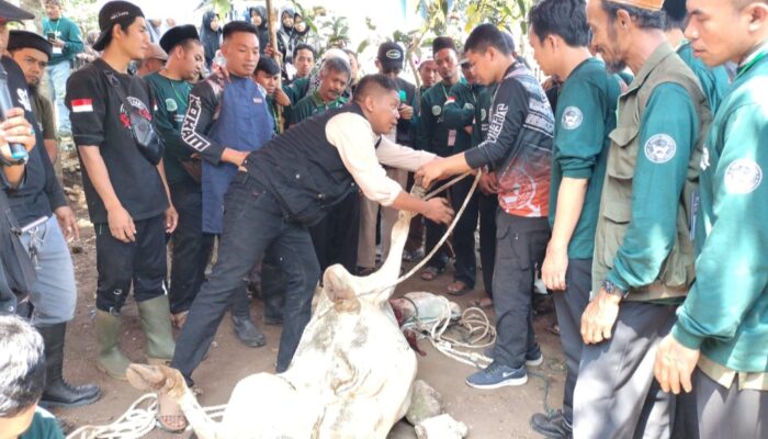 Jelang Idul Adha, Ratusan Juru Sembelih Halal Ikuti Pelatihan di Garut, Bahas Kurban hingga Kesehatan Hewan