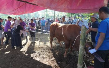 Senyum Warga Cigedug Garut Sambut Bantuan Kurban Presiden, Sapi 1 Ton Dibagikan untuk 400 Keluarga