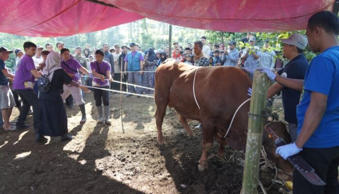 Senyum Warga Cigedug Garut Sambut Bantuan Kurban Presiden, Sapi 1 Ton Dibagikan untuk 400 Keluarga