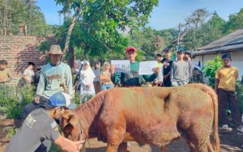 Delapan Tahun Dipercaya Kelola Kurban dari Singapura, Pesantren Al Yumna Garut Tebar Kebahagiaan untuk Warga