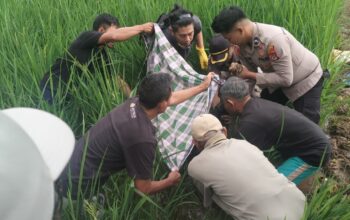 Kakek di Cisewu Garut Ditemukan Meninggal di Area Persawahan, Diduga Terpeleset Saat Hendak Dipijat