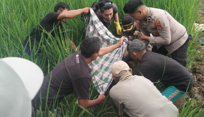 Kakek di Cisewu Garut Ditemukan Meninggal di Area Persawahan, Diduga Terpeleset Saat Hendak Dipijat