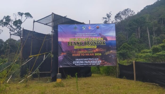 Setelah Bertahun-tahun Direhabilitasi, Dua Elang Brontok Akhirnya Kembali Mengudara di Hutan Garut