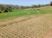 Kemarau Mulai Berdampak di Garut, 90 Hektare Sawah di 11 Kecamatan Alami Kekeringan