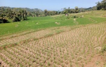 Kemarau Mulai Berdampak di Garut, 90 Hektare Sawah di 11 Kecamatan Alami Kekeringan