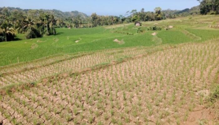 Kemarau Mulai Berdampak di Garut, 90 Hektare Sawah di 11 Kecamatan Alami Kekeringan