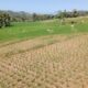 Kemarau Mulai Berdampak di Garut, 90 Hektare Sawah di 11 Kecamatan Alami Kekeringan