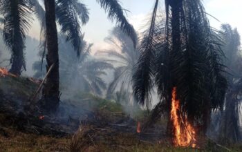 Kebakaran Hanguskan Sekitar 15 Hektare Lahan HGU PT Condong Garut di Cikelet, Penyebab Masih Diselidiki