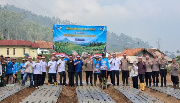 Siasat Garut Pangkas Impor Bawang Putih: 20 Hektar Lahan, Kolaborasi PTPN, dan Tantangan Swasembada