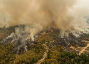 El Nino Menguat, BMKG Peringatkan Karhutla Mengintai Saat Puncak Kemarau