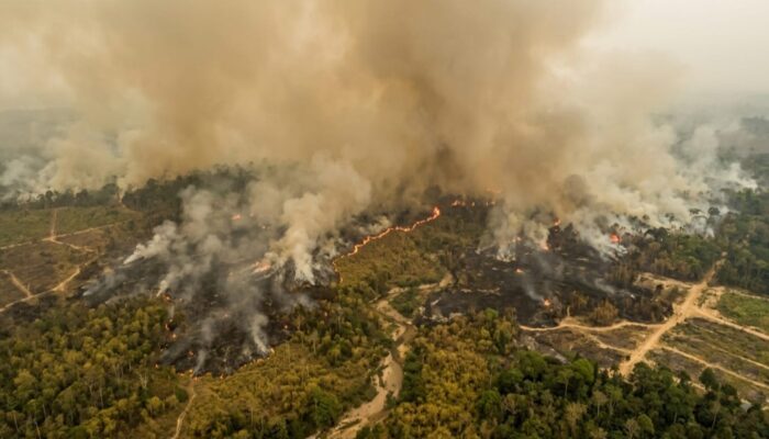 El Nino Menguat, BMKG Peringatkan Karhutla Mengintai Saat Puncak Kemarau