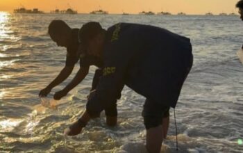 2.877 Benih Lobster Barang Bukti Kasus Perikanan Dilepasliarkan di Pangandaran