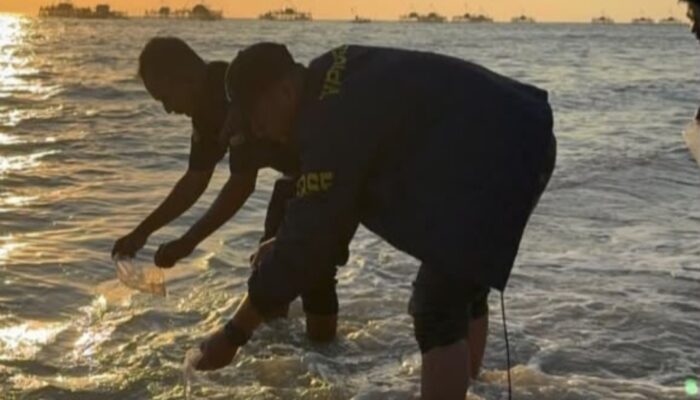 2.877 Benih Lobster Barang Bukti Kasus Perikanan Dilepasliarkan di Pangandaran