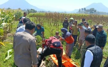 Lansia 88 Tahun Ditemukan Meninggal di Kebun Jagung Leles Garut, Polisi Pastikan Tanpa Kekerasan
