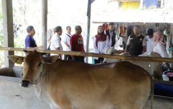 Dongkrak Populasi Ternak, Pemprov Jabar Gelontorkan 24 Sapi Unggul ke Peternak Daerah