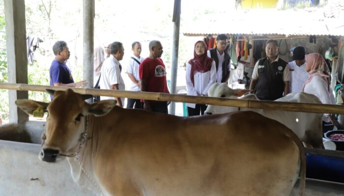 Dongkrak Populasi Ternak, Pemprov Jabar Gelontorkan 24 Sapi Unggul ke Peternak Daerah