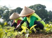 Kembalikan Fungsi Lahan, Pemprov Jabar Revitalisasi 22 Hektare Kebun Teh Ciater dan Pangalengan