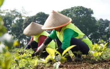 Kembalikan Fungsi Lahan, Pemprov Jabar Revitalisasi 22 Hektare Kebun Teh Ciater dan Pangalengan