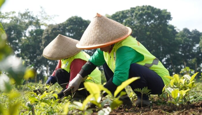 Kembalikan Fungsi Lahan, Pemprov Jabar Revitalisasi 22 Hektare Kebun Teh Ciater dan Pangalengan