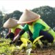 Kembalikan Fungsi Lahan, Pemprov Jabar Revitalisasi 22 Hektare Kebun Teh Ciater dan Pangalengan