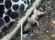Bangkai Anjing Membusuk Ditemukan di Depan MTsN 3 Garut, Diduga Sengaja Dibuang