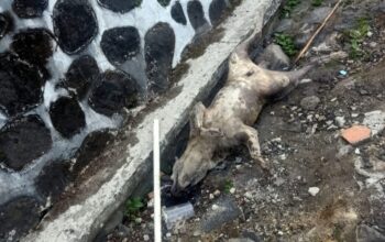 Bangkai Anjing Membusuk Ditemukan di Depan MTsN 3 Garut, Diduga Sengaja Dibuang