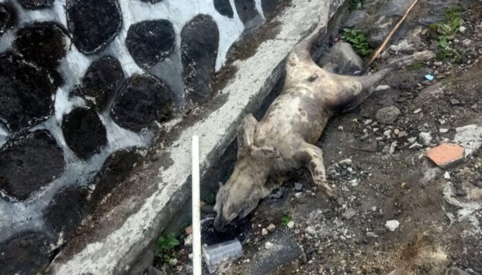 Bangkai Anjing Membusuk Ditemukan di Depan MTsN 3 Garut, Diduga Sengaja Dibuang