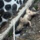 Bangkai Anjing Membusuk Ditemukan di Depan MTsN 3 Garut, Diduga Sengaja Dibuang